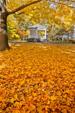 United States, USA, Vermont, Newfane. a gazebo under the fall foliage in autumn. Stock Photo - Rights-Managed, Code: 862-05999595