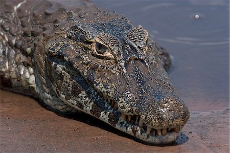South America, Brazil, Mato Grosso do Sul, Yacare Caiman in the Brazilian Pantanal Stock Photo - Rights-Managed, Code: 862-06540971