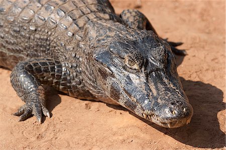 simsearch:862-06540983,k - South America, Brazil, Mato Grosso do Sul, Yacare Caiman in the Brazilian Pantanal Photographie de stock - Rights-Managed, Code: 862-06540972