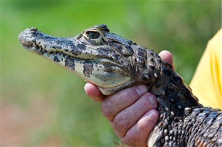 simsearch:862-06540983,k - South America, Brazil, Mato Grosso do Sul, a juvenile Yacare Caiman in the Brazilian Pantanal Photographie de stock - Rights-Managed, Code: 862-06540973