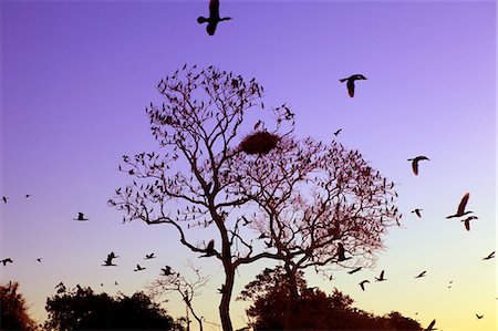 simsearch:862-06540983,k - South America, Brazil, Mato Grosso do Sul, a tree in the Pantanal with nesting Jabiru storks with chicks and scores of Neotropic Cormorants Photographie de stock - Rights-Managed, Code: 862-06540985