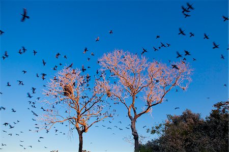 simsearch:862-06540983,k - South America, Brazil, Mato Grosso do Sul,  scores of Neotropic Cormorants flying away from a tree in the  Southern Pantanal Conservation Area Photographie de stock - Rights-Managed, Code: 862-06540986