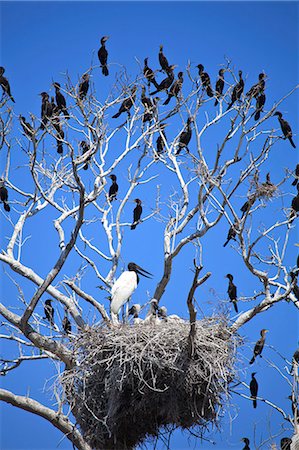 simsearch:862-06540983,k - South America, Brazil, Mato Grosso do Sul, a tree in the Pantanal with nesting Jabiru storks with chicks and scores of Neotropic Cormorants Photographie de stock - Rights-Managed, Code: 862-06540988