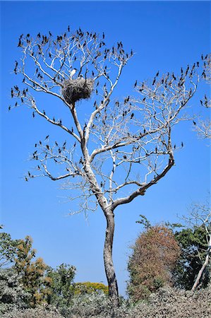 simsearch:862-06540983,k - South America, Brazil, Mato Grosso do Sul, a tree in the Pantanal with nesting Jabiru storks with chicks and scores of Neotropic Cormorants Photographie de stock - Rights-Managed, Code: 862-06540989