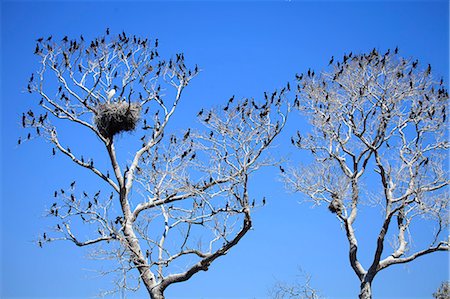 simsearch:862-06540983,k - South America, Brazil, Mato Grosso do Sul, a tree in the Pantanal with nesting Jabiru storks with chicks and scores of Neotropic Cormorants Photographie de stock - Rights-Managed, Code: 862-06540990