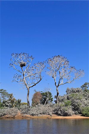 simsearch:862-06540983,k - South America, Brazil, Mato Grosso do Sul, a tree in the Pantanal with nesting Jabiru storks with chicks and scores of Neotropic Cormorants Photographie de stock - Rights-Managed, Code: 862-06540991