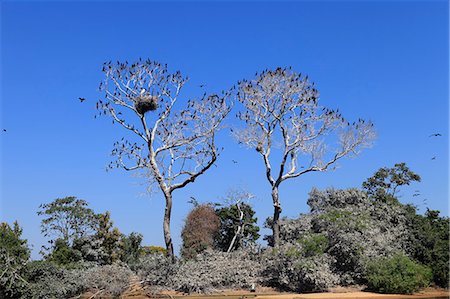 simsearch:862-06540983,k - South America, Brazil, Mato Grosso do Sul, a tree in the Pantanal with nesting Jabiru storks with chicks and scores of Neotropic Cormorants Photographie de stock - Rights-Managed, Code: 862-06540992