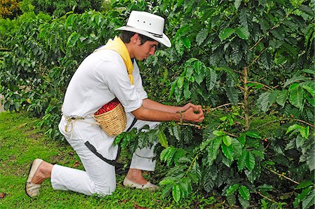 people in colombia south america - Young man harvesting coffee, Buenavista, Colombia, South America  MR Stock Photo - Rights-Managed, Code: 862-06541123