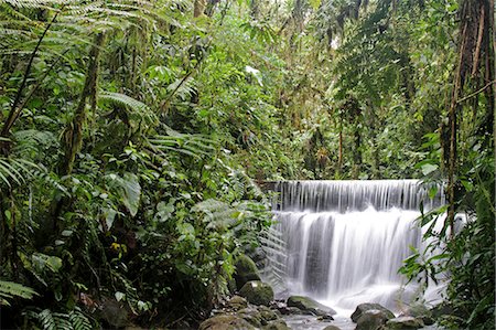 Waterfall in the cloudforest at Sachatamia, Ecuador Photographie de stock - Rights-Managed, Code: 862-06541265