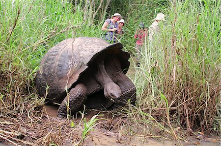 Mating giant tortoises in the highlands of Santa Cruz, Galapagos Islands, Ecuador , the smaller female is just visible below the male, Stock Photo - Rights-Managed, Code: 862-06541279