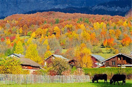 exterior color for house in the forest - Europe, France, French Alps, Haute Savoie, Chamonix, autumn colours in Servoz Stock Photo - Rights-Managed, Code: 862-06541586
