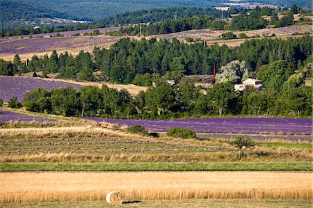 Blooming field of Lavender , Lavandula angustifolia, around Sault and Aurel, in the Chemin des Lavandes, Provence Alpes Cote dAzur, Southern France, France Stock Photo - Rights-Managed, Code: 862-06541706