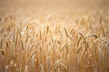 wheat around Sault, Provence, France Stock Photo - Rights-Managed, Code: 862-06541703