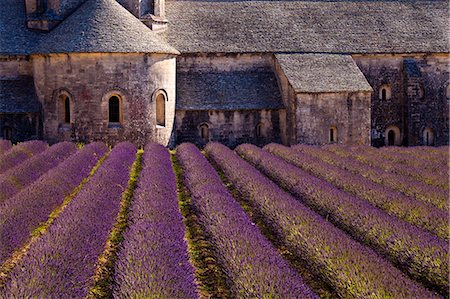 france architecture - Blooming field of Lavender , Lavandula angustifolia, in front of Senanque Abbey, Gordes, Vaucluse, Provence Alpes Cote dAzur, Southern France, France Stock Photo - Rights-Managed, Code: 862-06541726