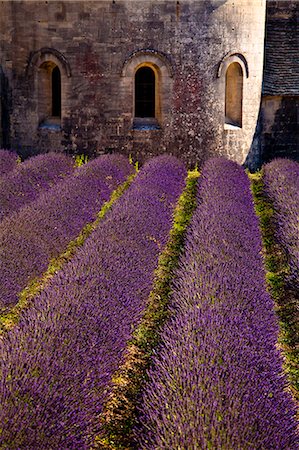 Blooming field of Lavender , Lavandula angustifolia, in front of Senanque Abbey, Gordes, Vaucluse, Provence Alpes Cote dAzur, Southern France, France Stock Photo - Rights-Managed, Code: 862-06541727