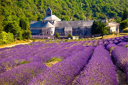 Blooming field of Lavender , Lavandula angustifolia, in front of Senanque Abbey, Gordes, Vaucluse, Provence Alpes Cote dAzur, Southern France, France Stock Photo - Rights-Managed, Code: 862-06541728
