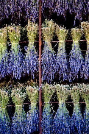 Blooming field of Lavender , Lavandula angustifolia, Vaucluse, Provence Alpes Cote dAzur, Southern France, France Photographie de stock - Rights-Managed, Code: 862-06541748