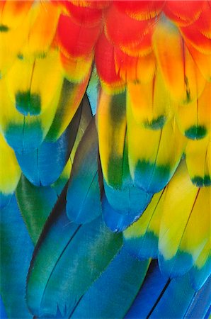 Close up of a Macaw parrots feathers, Copan Ruinas, Central America, Honduras. Stock Photo - Rights-Managed, Code: 862-06541891