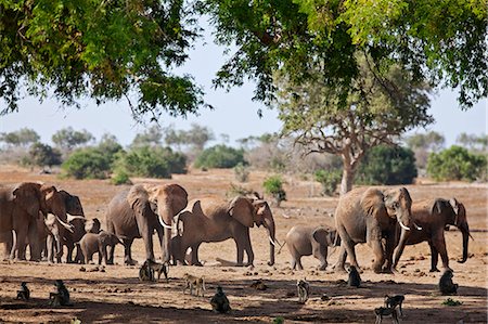 simsearch:862-07690372,k - A herd of elephants and baboons in Tsavo East National Park. Stock Photo - Rights-Managed, Code: 862-06542169