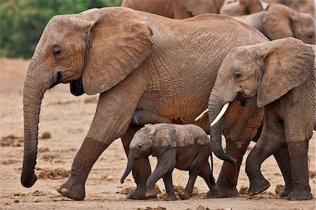 simsearch:862-07690372,k - Elephants leaving a waterhole in Tsavo East National Park. Stock Photo - Rights-Managed, Code: 862-06542181