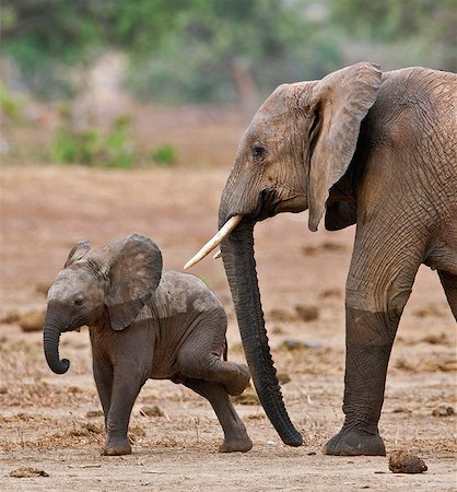 A baby elephant scratching itself after leaving a waterhole in Tsavo East National Park. Stock Photo - Rights-Managed, Code: 862-06542182