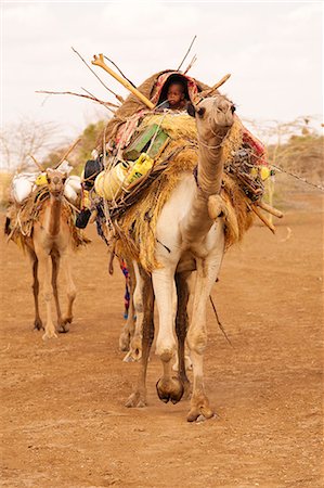 Merti, Northern Kenya. A child on top of a camel as a nomadic family migrates. Stock Photo - Rights-Managed, Code: 862-06542281