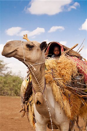 Merti, Northern Kenya. A child on top of a camel as a nomadic family migrates. Stock Photo - Rights-Managed, Code: 862-06542282