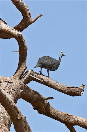 A helmeted Guineafowl on a dead tree, Amboseli National Park, Kenya Foto de stock - Con derechos protegidos, Código: 862-06542292