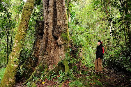 people of the rainforest - Awe inspiring tree in Parque Nacional de Amistad, Panama, Central America. Stock Photo - Rights-Managed, Code: 862-06542630