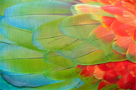 feather  close-up - Parrot feathers at Bocas del Toro near Isla Colon, Panama, Central America Foto de stock - Con derechos protegidos, Código: 862-06542662