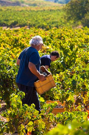 Harvest season in Briones, La Rioja, Spain Stock Photo - Rights-Managed, Code: 862-06542869