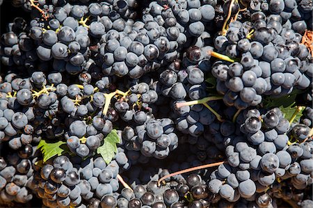 Harvest season in Briones, La Rioja, Spain Stock Photo - Rights-Managed, Code: 862-06542860