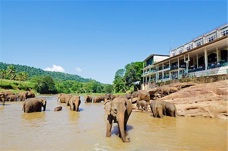 elephas maximus - Sri Lanka, Pinnewala Elephant Orphanage near Kegalle, elephants bathing Stock Photo - Rights-Managed, Code: 862-06543022