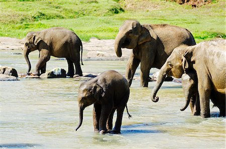 elephas maximus - Sri Lanka, Pinnewala Elephant Orphanage near Kegalle, baby elephant bathing Stock Photo - Rights-Managed, Code: 862-06543023