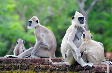 Sri Lanka, North Central Province Polonnaruwa, UNESCO World Heritage Site, Tufted Gray Langurs, Semnopithecus priam Fotografie stock - Rights-Managed, Codice: 862-06543055