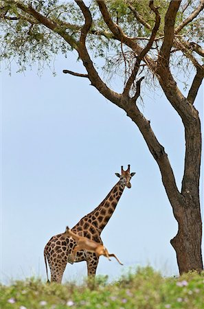 An Oribi leaps high in front of a curious Rothschilds Giraffe in Murchison Falls National Park, Uganda, Africa Stock Photo - Rights-Managed, Code: 862-06543169