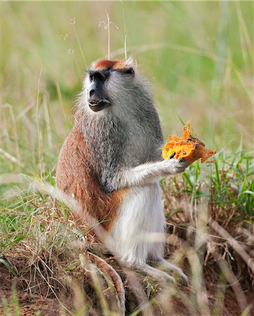 primative - A Patas monkey eating a Borassus palm nut in Murchison Falls National Park, Uganda, Africa Stock Photo - Rights-Managed, Code: 862-06543171