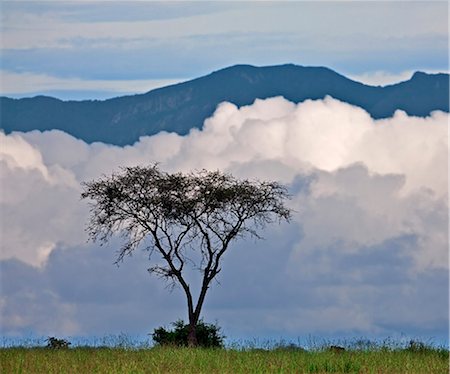 A lone acacia tree is silhouetted against low clouds along the foothills of the 3,000 metres high Mitumba Mountains in Congo DRC, Uganda, Africa Stock Photo - Rights-Managed, Code: 862-06543239