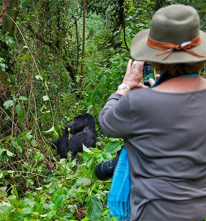 primative - A visitor photographs a Mountain Gorilla of the Nshongi Group feeding in the Bwindi Impenetrable Forest of Southwest Uganda, Africa Stock Photo - Rights-Managed, Code: 862-06543282