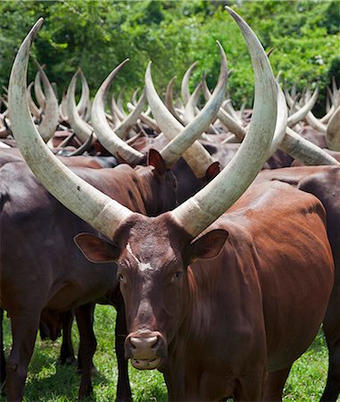 Magnificent long horned Ankole cattle belong to the pastoral Bahima people whose culture is bound by their relationship with cattle, Uganda, Africa Foto de stock - Con derechos protegidos, Código: 862-06543293