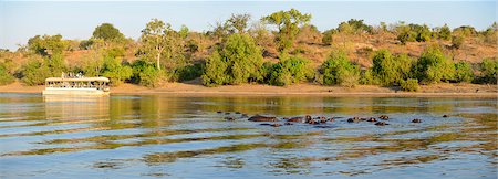 Hippos and tour boat, hippopotamus amphibius,Chobe River, Chobe National Park,  near the town of Kasane, Botswana, Southern, Africa, Stock Photo - Rights-Managed, Code: 862-06675651