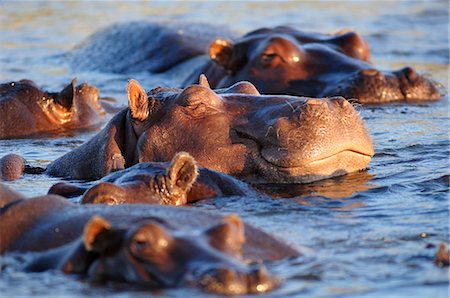 Hippo in  Chobe River, Chobe National Park, Botswana, Africa, Stock Photo - Rights-Managed, Code: 862-06675668