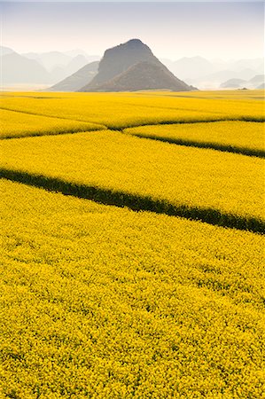 China, Yunnan. Mustard fields in blossom amongst the karst outcrops in Luoping. Photographie de stock - Rights-Managed, Code: 862-06676194