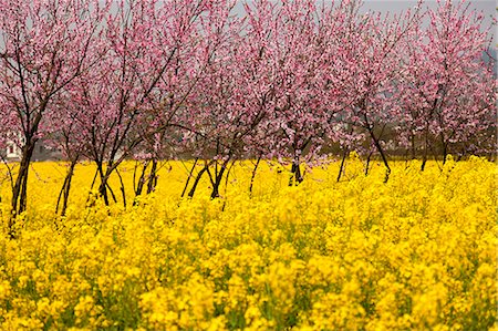 China, Yunnan, Luoping. Peach trees in blossom amongst rapeseed flowers. Stock Photo - Rights-Managed, Code: 862-06676202