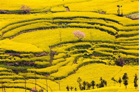 China, Yunnan, Luoping. Mustard fields at Niujie, known as the 'snail farms' due to the unique snail shell like terracing. Stock Photo - Rights-Managed, Code: 862-06676216