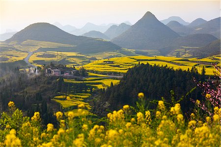 flower tree sunrise - China, Yunnan, Luoping. A small settlement surrounded by peach trees and mustard plants in blossom amongst the karst outcrops of Luoping. Stock Photo - Rights-Managed, Code: 862-06676210