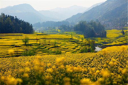 simsearch:862-03712492,k - China, Yunnan, Luoping. Mustard fields in bloom at Luoping. Stock Photo - Rights-Managed, Code: 862-06676220