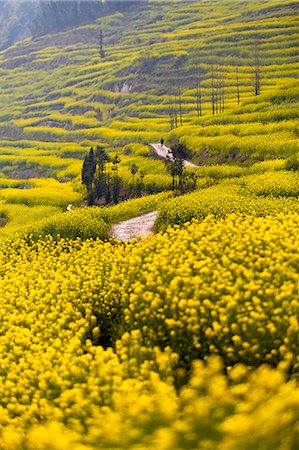 simsearch:862-03712492,k - China, Yunnan, Luoping. Mustard fields in bloom at Luoping. Stock Photo - Rights-Managed, Code: 862-06676221