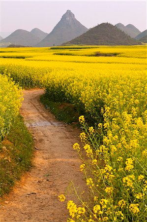 simsearch:862-03712492,k - China, Yunnan, Luoping. Mustard fields in blossom amongst the karst hills of Luoping. Stock Photo - Rights-Managed, Code: 862-06676222