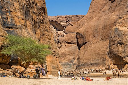 sahara camel - Chad, Wadi Archei, Ennedi, Sahara.  A large herd of camels watering at Wadi Archei, an important source of permanent water. Stock Photo - Rights-Managed, Code: 862-06676514